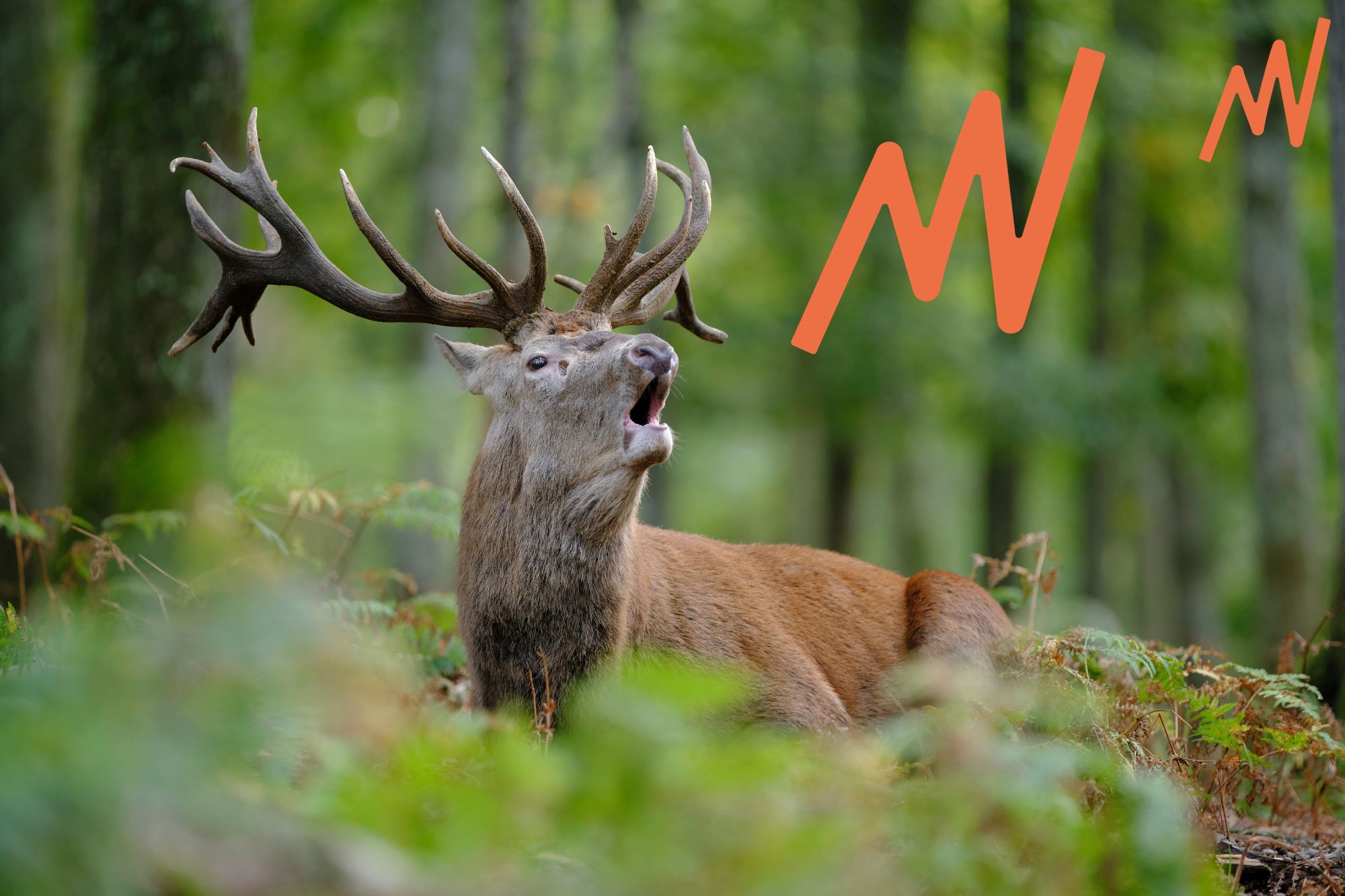 Brame du cerf